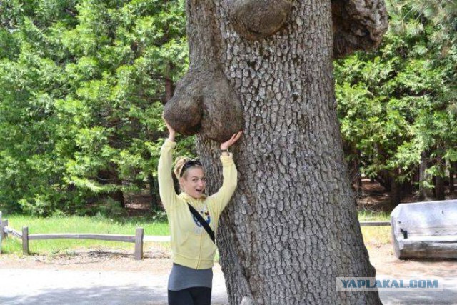 Весёлости