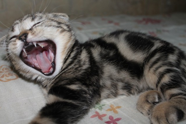 Котовторник 7.07.2015