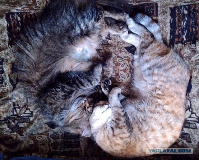 Котовторник 15-09-2015 !