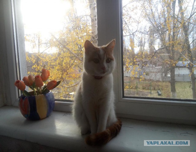 Котовторник 17.11.2015