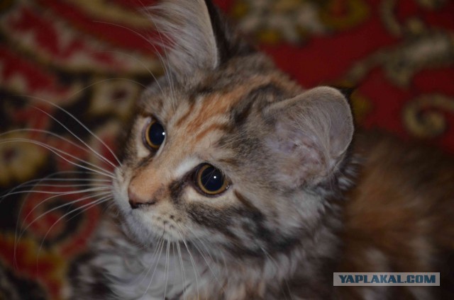 Мейн-куны  настолько  суровы...