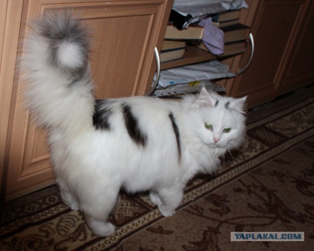 Те, которым мы помогли.