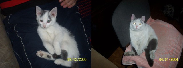 25 котят, которые так быстро выросли