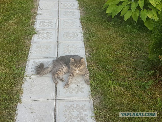Котовторник 26.07 2016