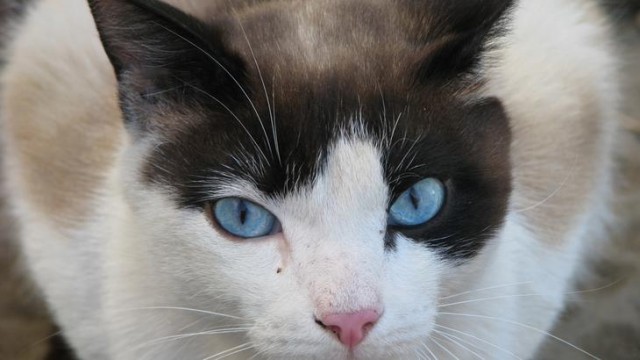 Котовторник на ЯПе (29.01)