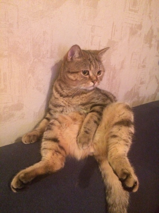 Котовторник 13.12.2016