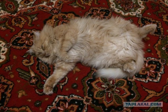 Котовторник 24.01.2017