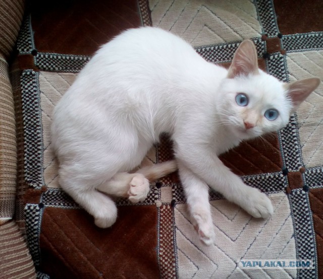 Котовторник 07.03.2017