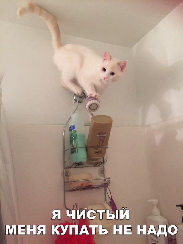 Коты и Кошки