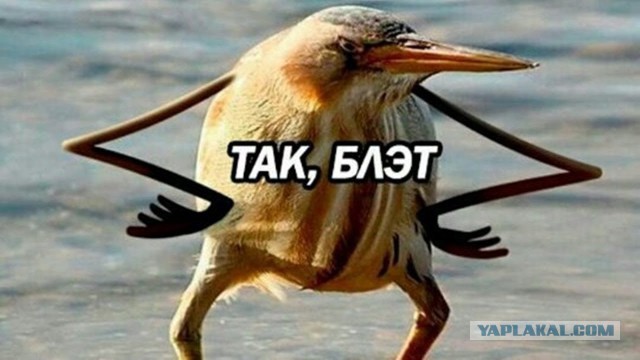 ЦОДД наехал на ЯП
