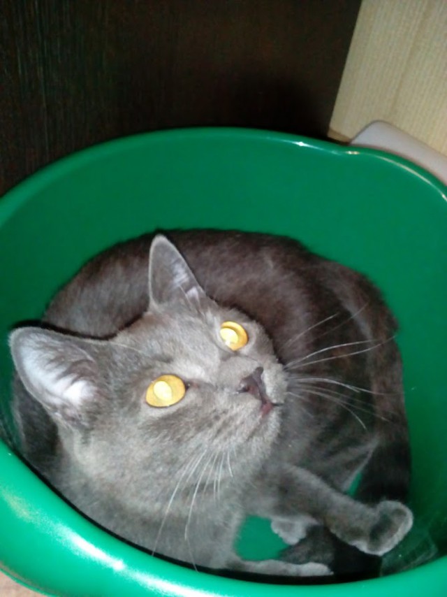 Котовторник 07.11.2017