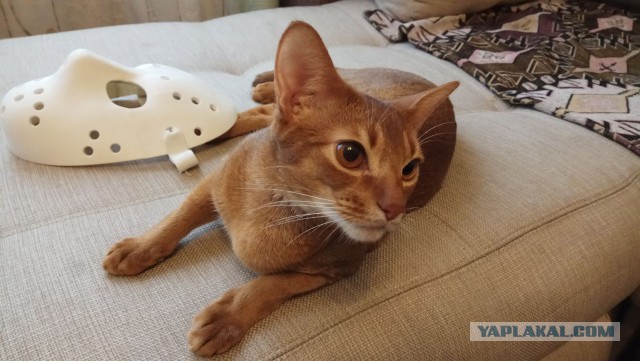 Котовторник