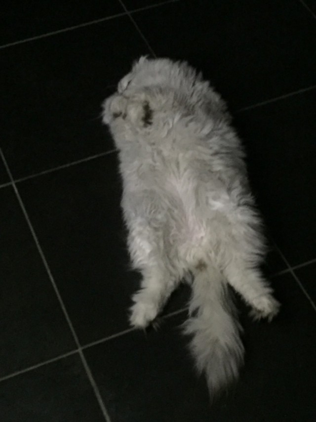 Котовторник!