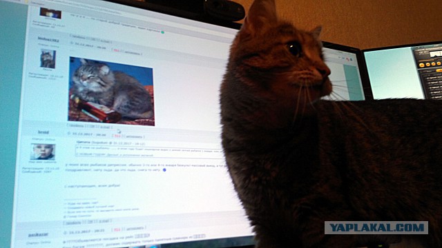 Ну, понеслась! Поздравления с Новым Годом по всей географии ЯПлакалъ!