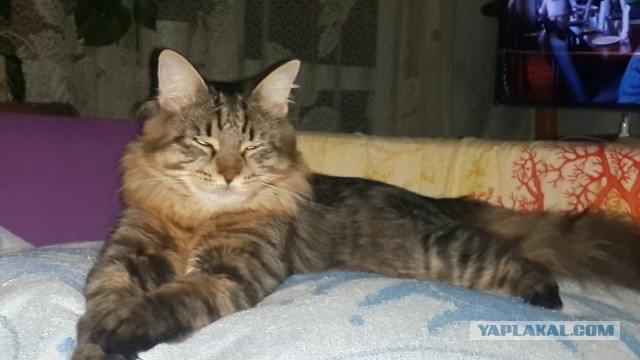 Котовторник  06.03.2018