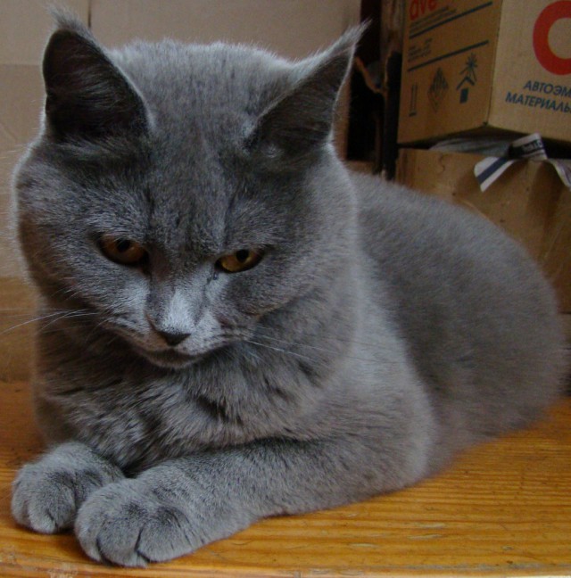 Прикольных котов пост