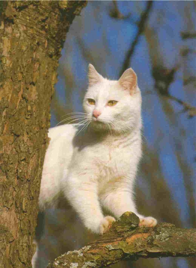 Котовторник на ЯПлакалъ (27.05.08), прикольные коты, добавляем свои!