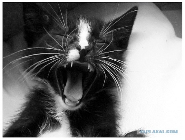Ура, котовторник! (01.07.2008)