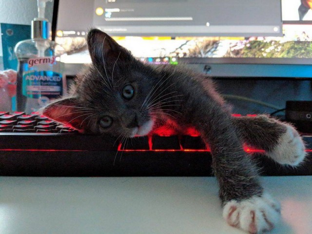 Прикольных котов пост