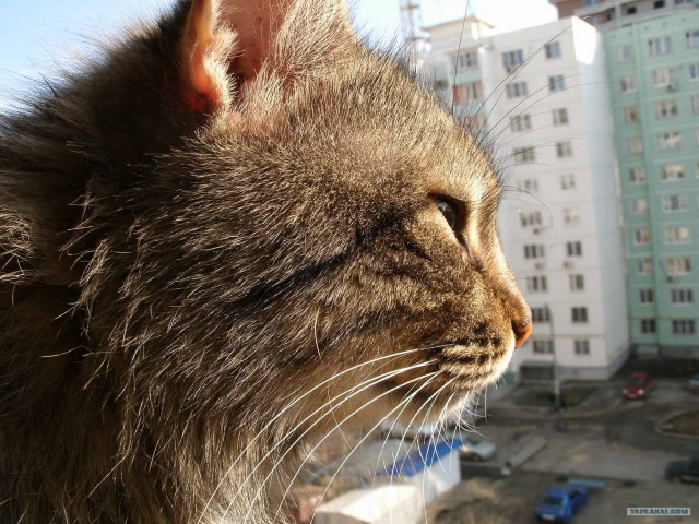 Котовторник на 1-е июня