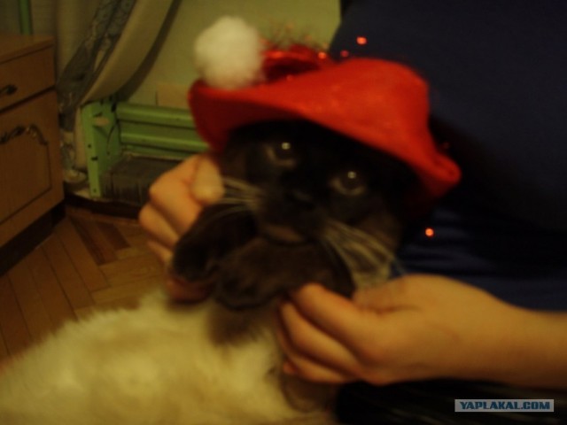 Котовторник уже сегодня!