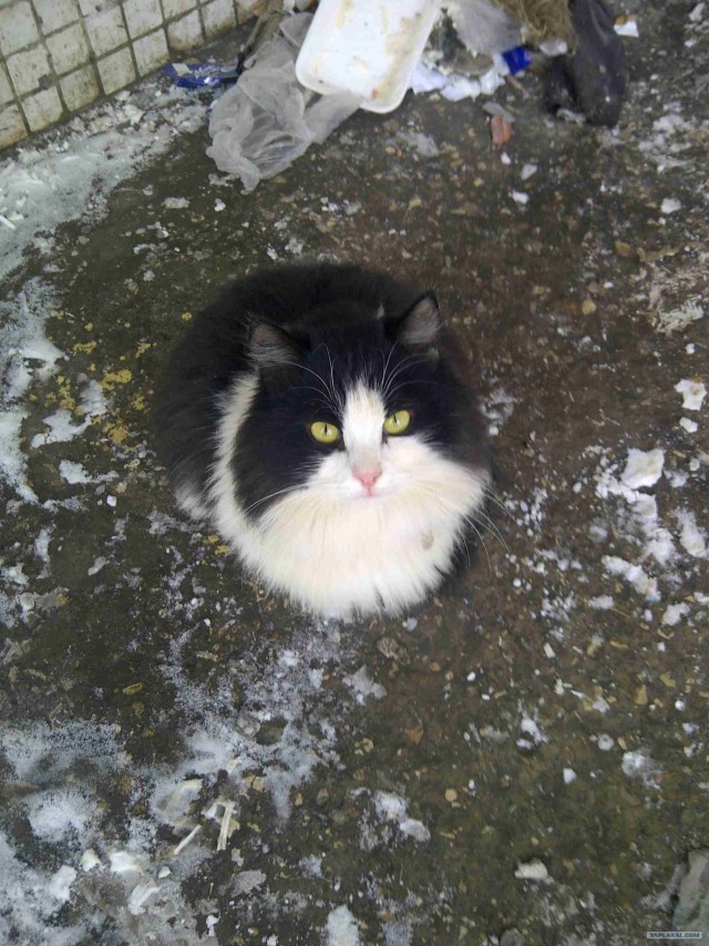 Котовторник 13.12.11 - магическе числа