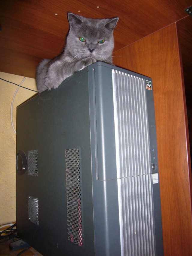 Котовторник 27.12.11