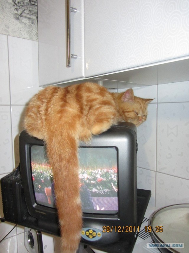 Котовторник (10.01.2012)