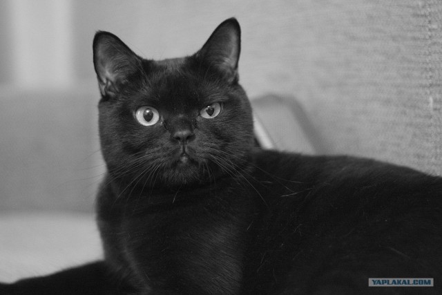 Котовторник (31.01.2012)