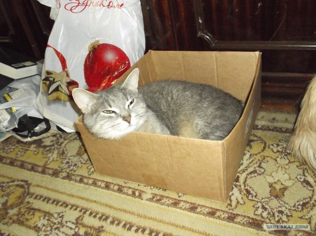 Котовторник 1 мая 2012