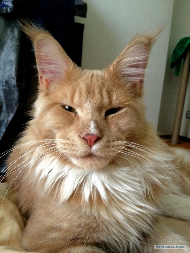 Котовторник 8 мая 2012
