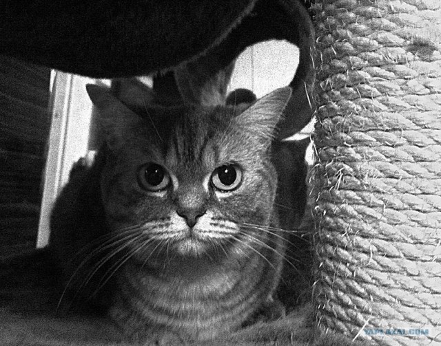 Котовторник  12. 06. 2012