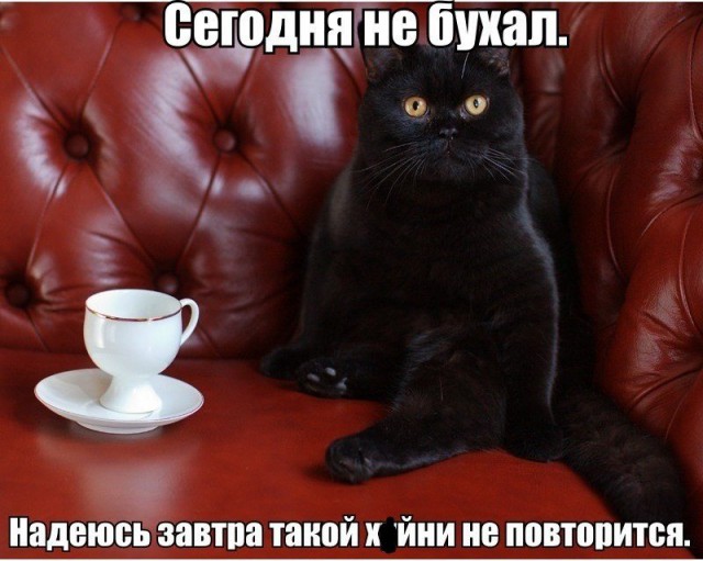 Забавные фото котеек