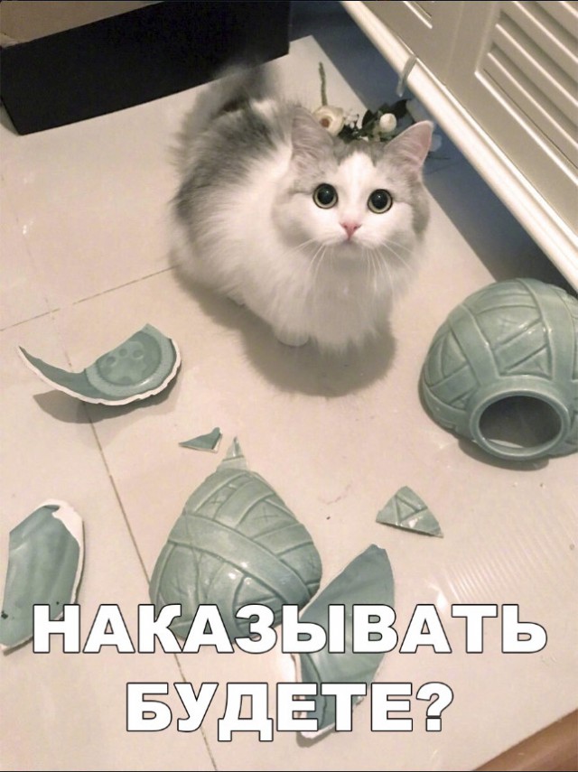 Забавные фото котеек