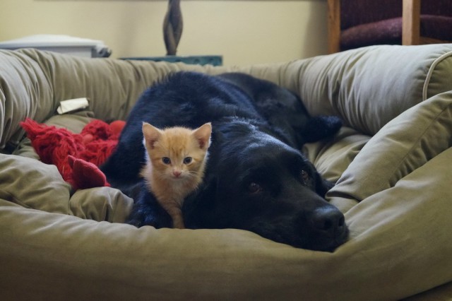 Уже не котовторник, но еще и не собакочетверг