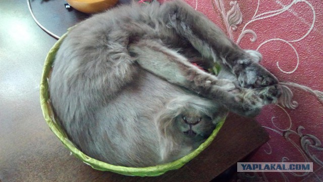 Кошки отдыхают