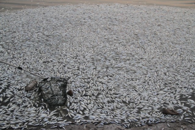 Зауральскому рыбаку грозит тюрьма за 15 карасей и 400 сырков