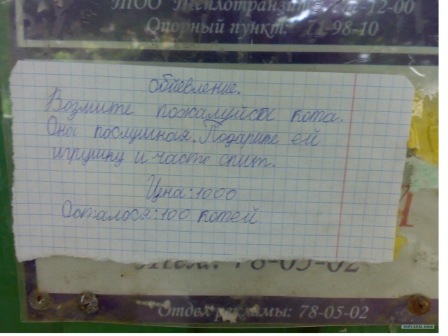 Обьявление - возьмите кота