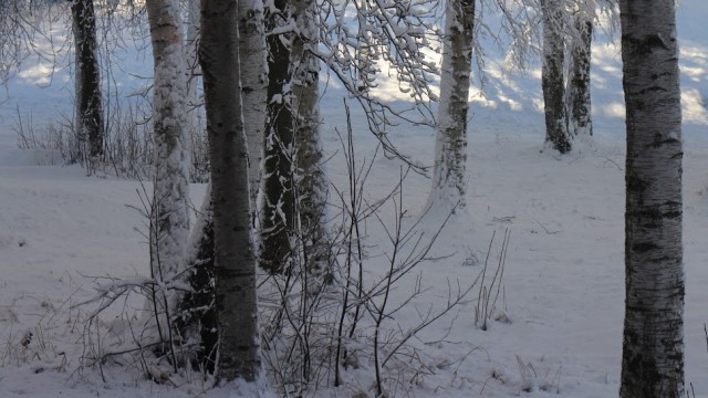 Немного зимних фото