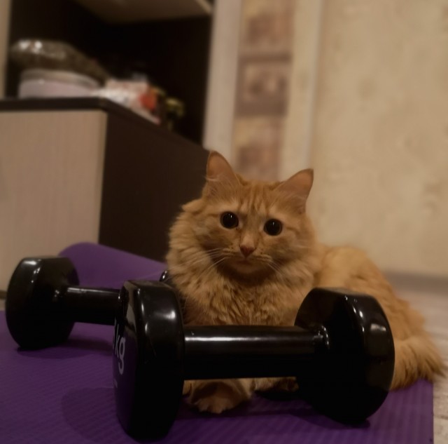 Котовторник 20.10.20