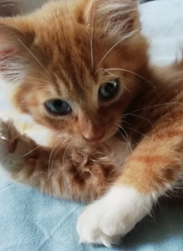 Котокартинки и котобуквы