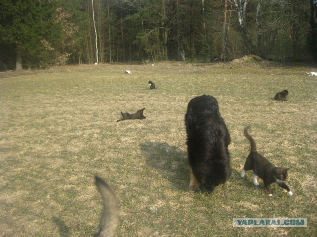 Жизнь домашнего приюта для котеек 335