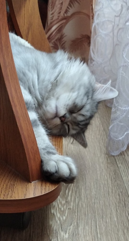 С котовторником!