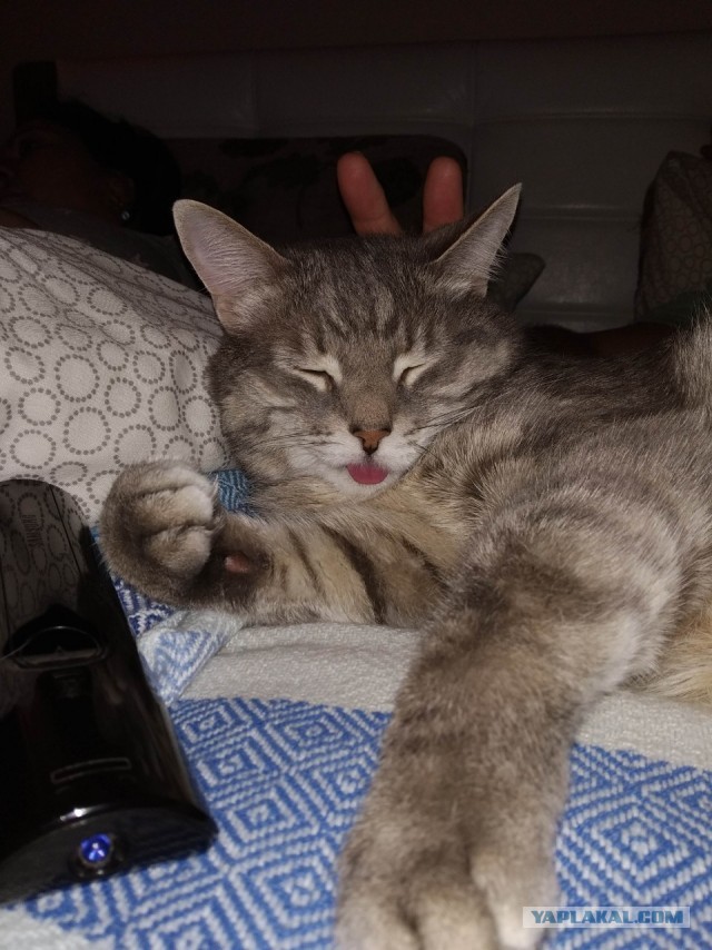 Хоба! Котовторник!