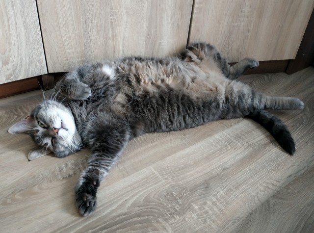 Хоба! Котовторник!