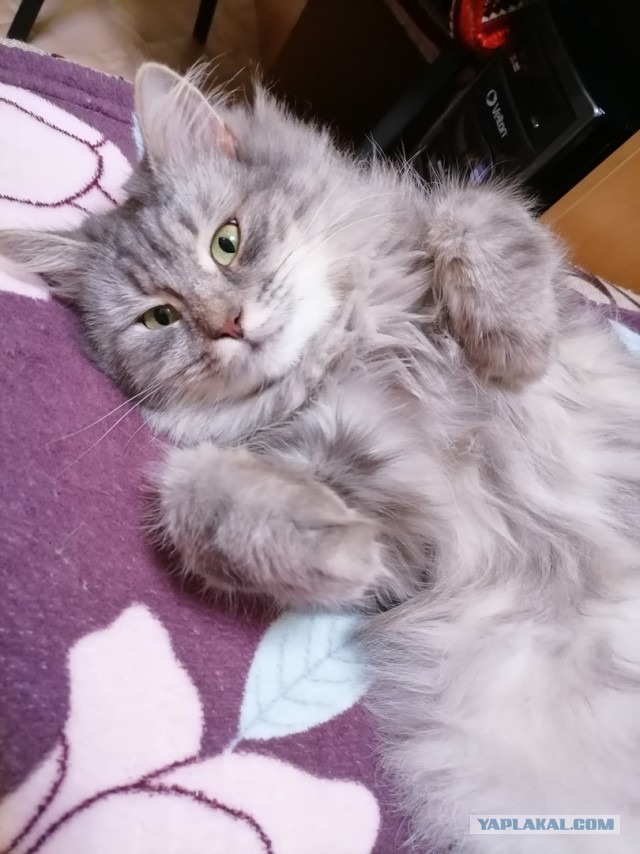 Хоба! Котовторник!