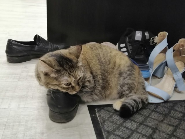 Погнали! С котовторником, други!