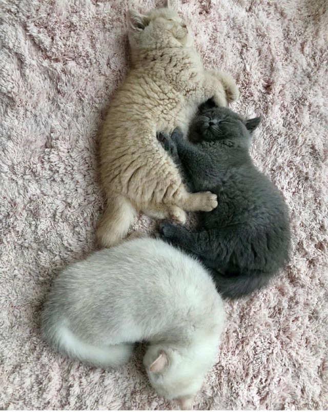 Разные котики