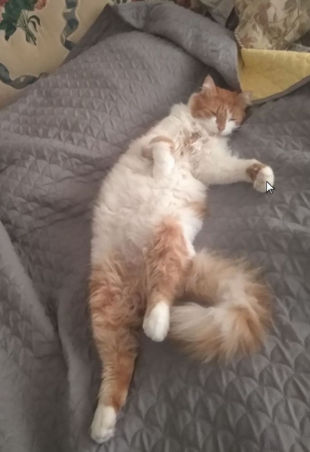 Американские коты - 5