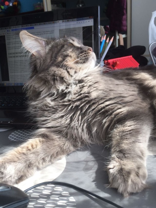 Котовторник так котовторник